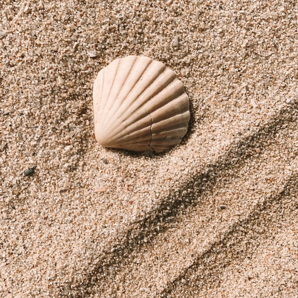 Seashell resting in the sand
